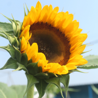 Sunshine Orange With Black From Known You Seed (India)